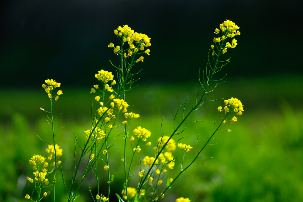 菜の花 / 私的花・草木