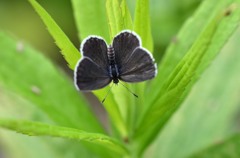 お初！２題　①/花・草木＋α