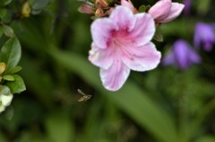大小のハチ２題　②/花・草木＋α