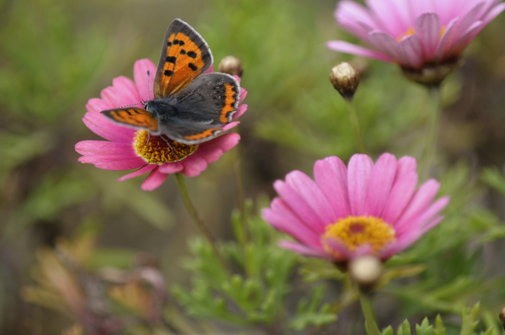 艶やかなりベニシジミ！/花・草木+α