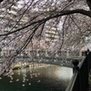 大岡川の桜 / iphoneスケッチ