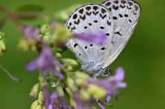 花・草木＋α/シジミチョウ３題　①