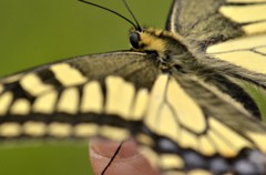 指枝追加/花・草木＋α