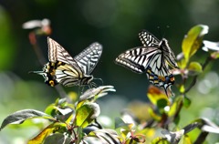 アゲハ歓喜の舞/花・草木＋α