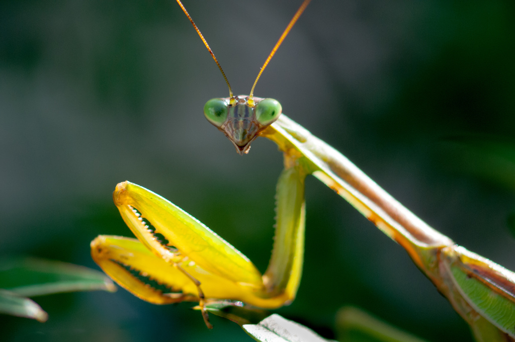 カマキリの追加です/(新)◆花・草木＋α