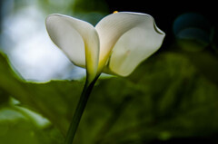 カール（訂正：カラー）/私的花・草木