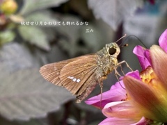 私的写真句 / iphoneスケッチ