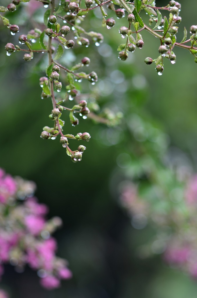 花・草木/サルスベリの蕾