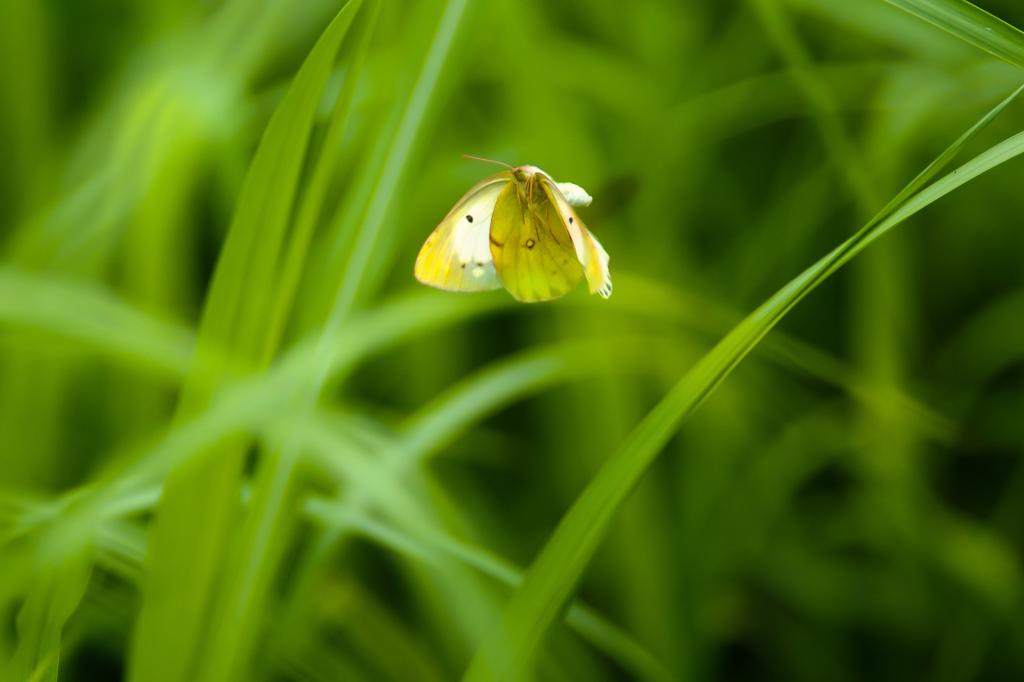 飛ぶキチョウ/(新)花・草木＋α