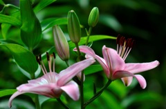 花・草木/ロゼ？のユリ