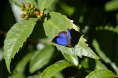 花・草木＋α/表地味、中綺麗　　２題②