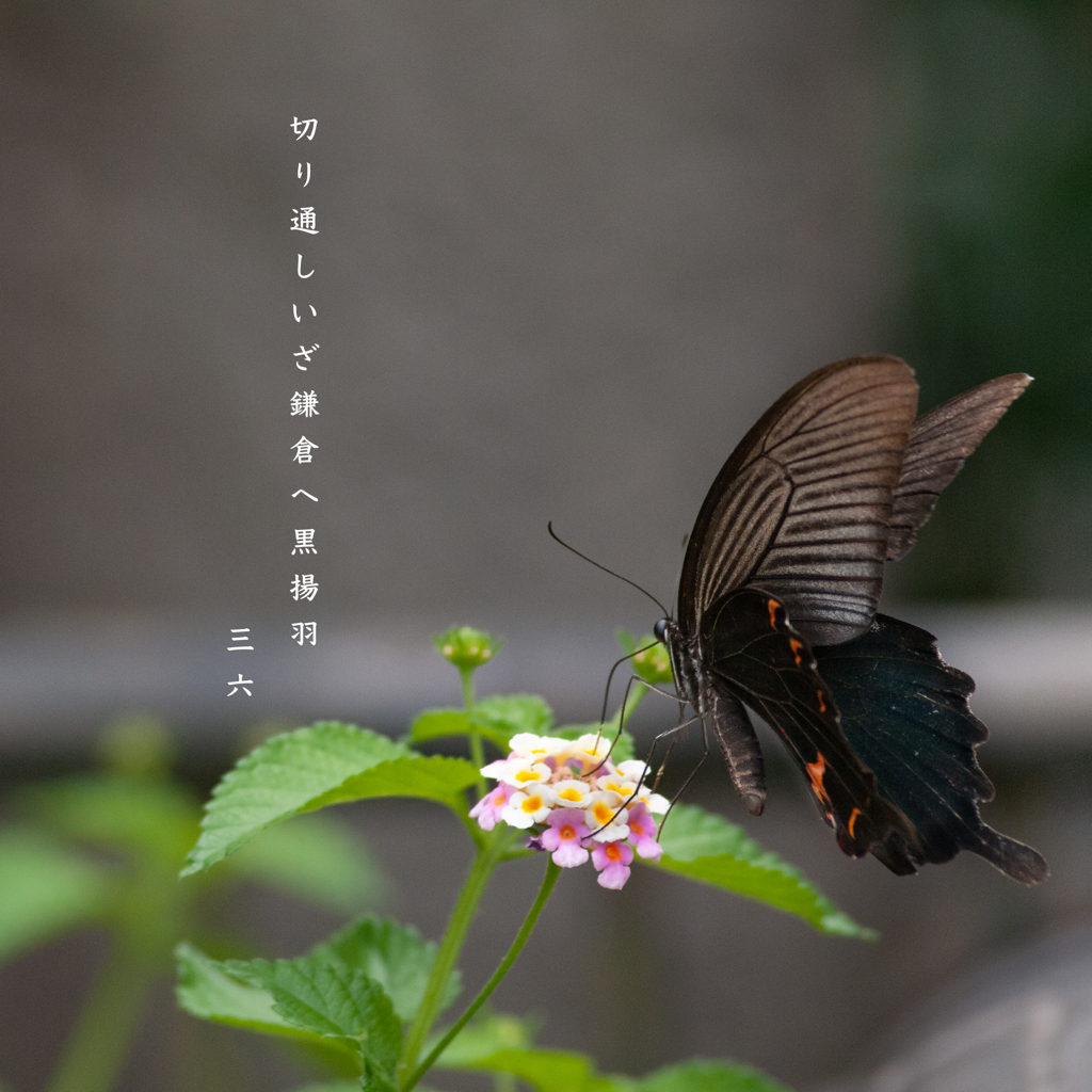 私的写真句 / 黒いアゲハ・９