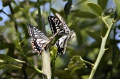 アゲハ舞う３題　②/花・草木＋α