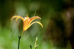独りが好きなの？/ 私的花・草木