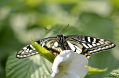 アゲハの表裏２題　②/花・草木＋α
