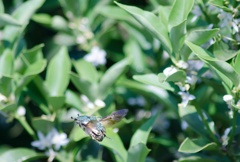 追加：飛ぶカナブン/(新)花・草木＋α