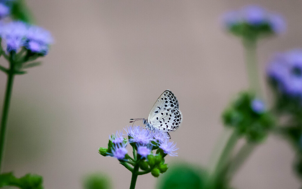 続・小さなシジミ