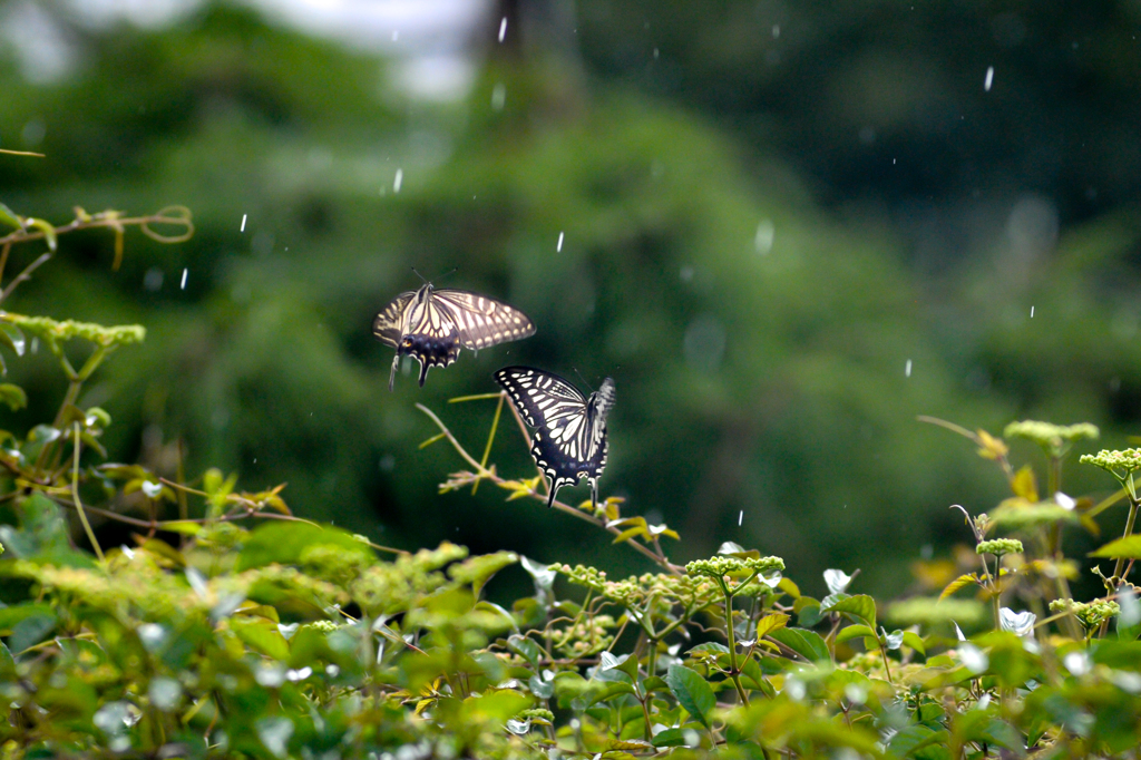 大雨の中のアゲハ/(新)花・草木＋α