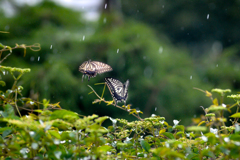 大雨の中のアゲハ/(新)花・草木＋α