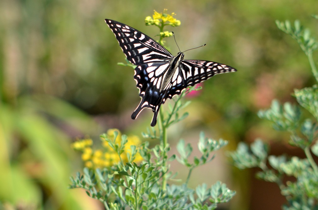 アゲハ４題　①/花・草木＋α