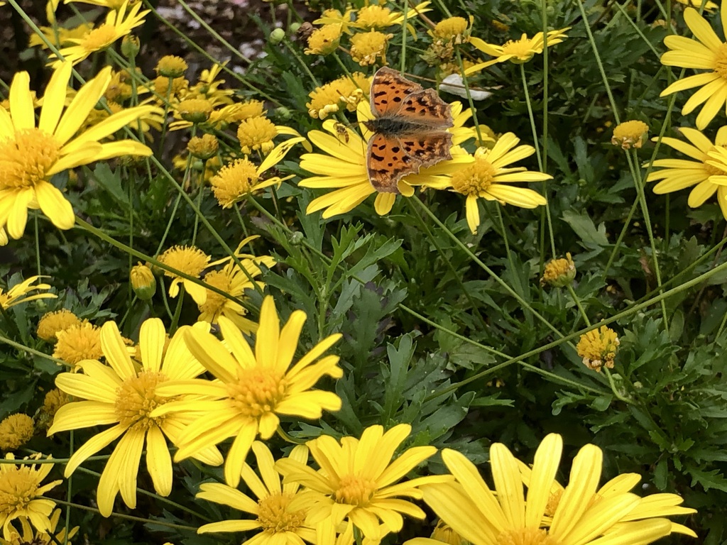 まだ居る！・6 / iphoneスケッチ58