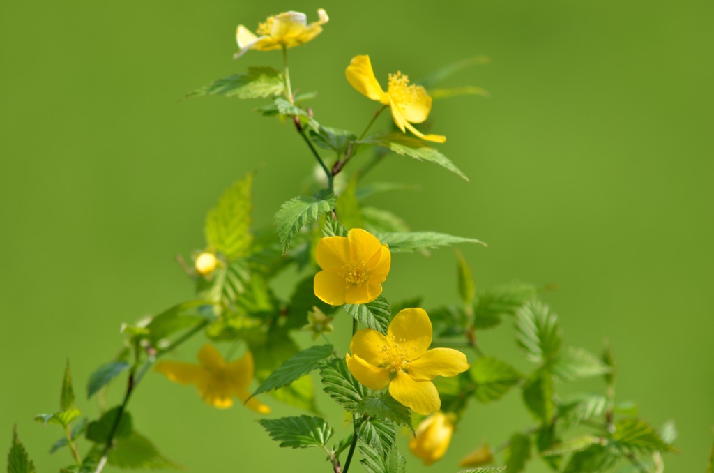 花撮り/私的花・草木