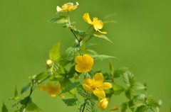 花撮り/私的花・草木