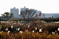 ■横浜/鶴見川の風景３題　①