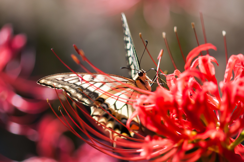 深紅の彼岸花とアゲハ/(新)◆花・草木＋α