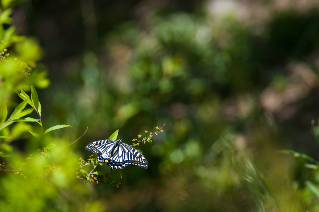 初アゲハ/花・草木+α