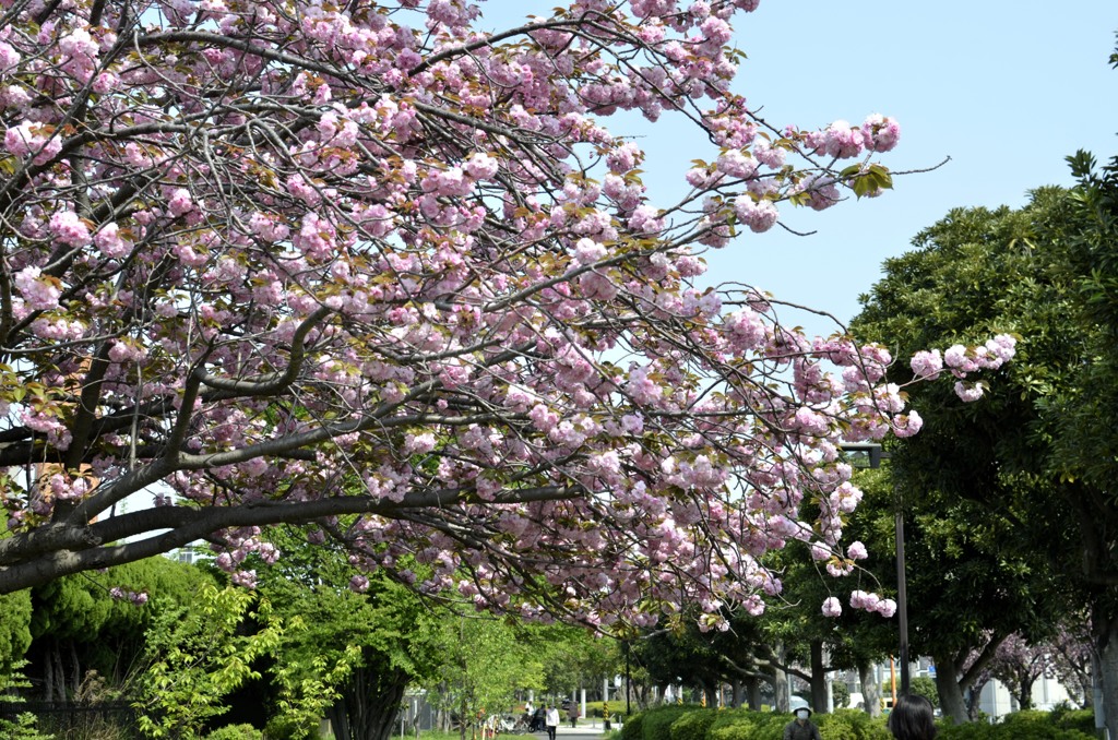 横浜の桜/港北の八重桜