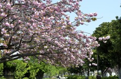横浜の桜/港北の八重桜