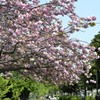 横浜の桜/港北の八重桜