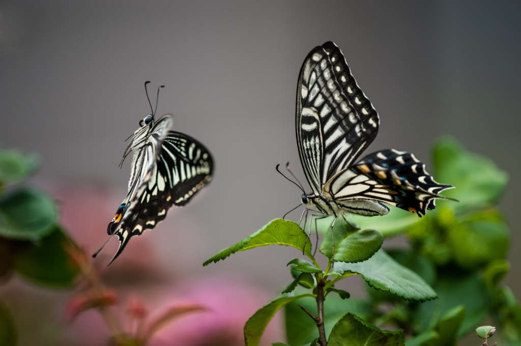 アゲハ歓喜の舞・１/新・花・草木+α
