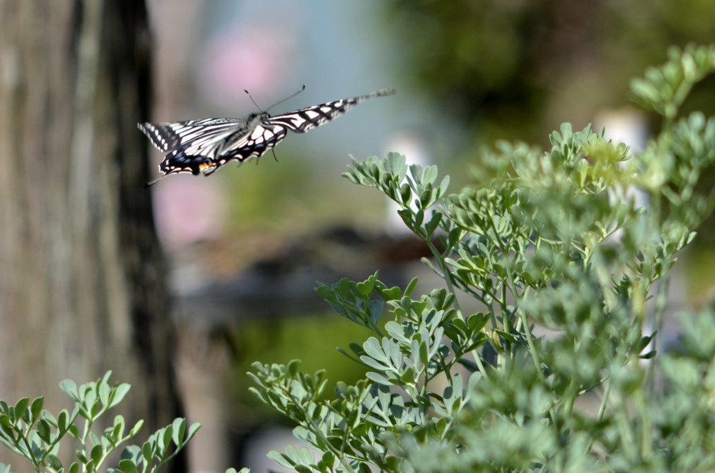 飛ぶアゲハを後ろから/花・草木＋α