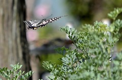 飛ぶアゲハを後ろから/花・草木＋α