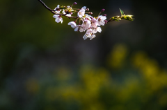 写真句/花の香も