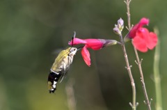 花・草木＋α/スズメガ３題　③