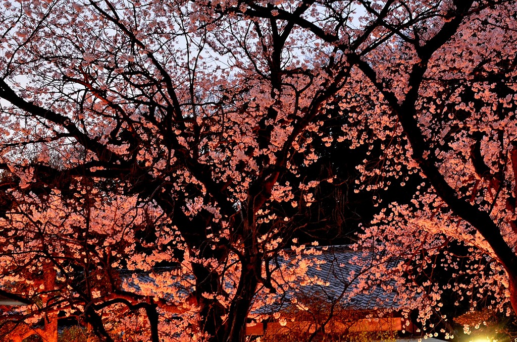 横浜Ｔ邸の桜　２題②