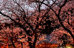 横浜Ｔ邸の桜　２題②