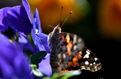 ◆まだ居ました！　２題①/花・草木＋α