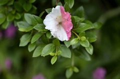 記録　ハーフハーフは新種？/花・草木