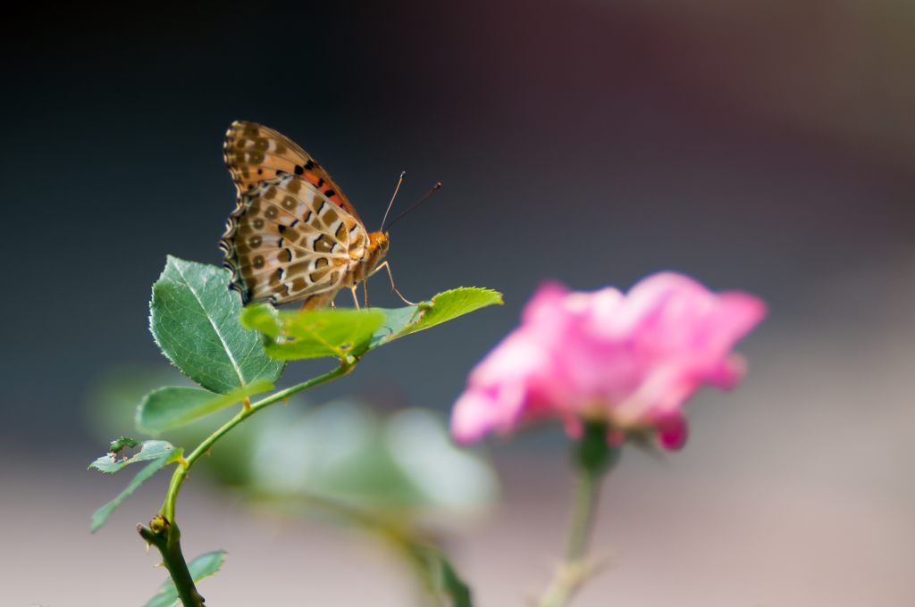 バラに留まるツマグロ/(新)◆花・草木＋α