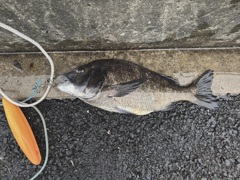 釣り好き専用