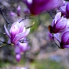 モクレン/私的花・草木