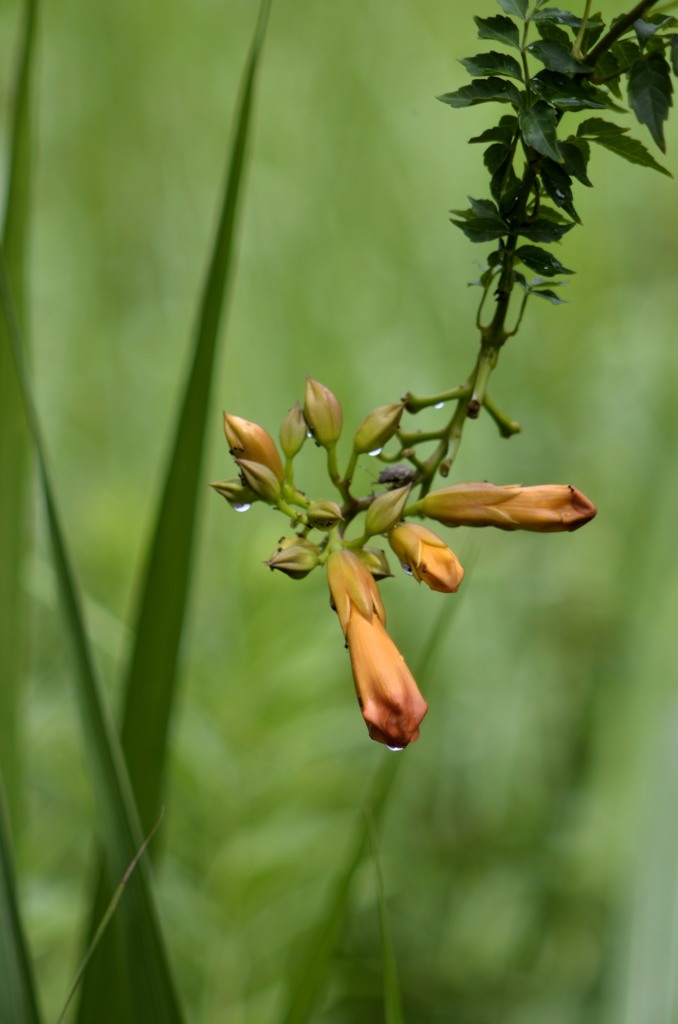 花・草木