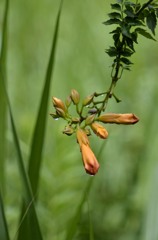 花・草木