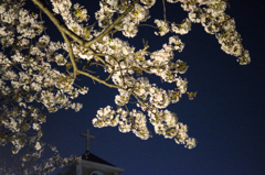 写真句/花冷えの