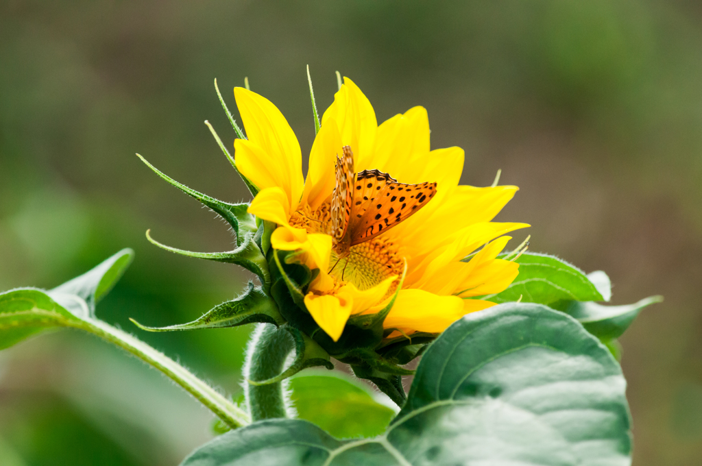 ツマグロ♂/(新)花・草木+α