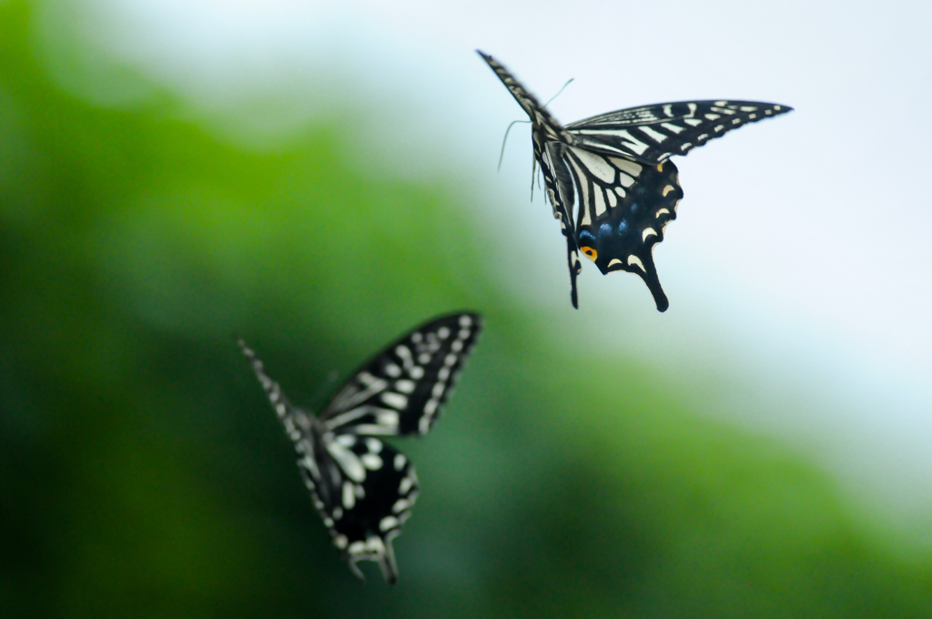 写真句/ナミアゲハ・１
